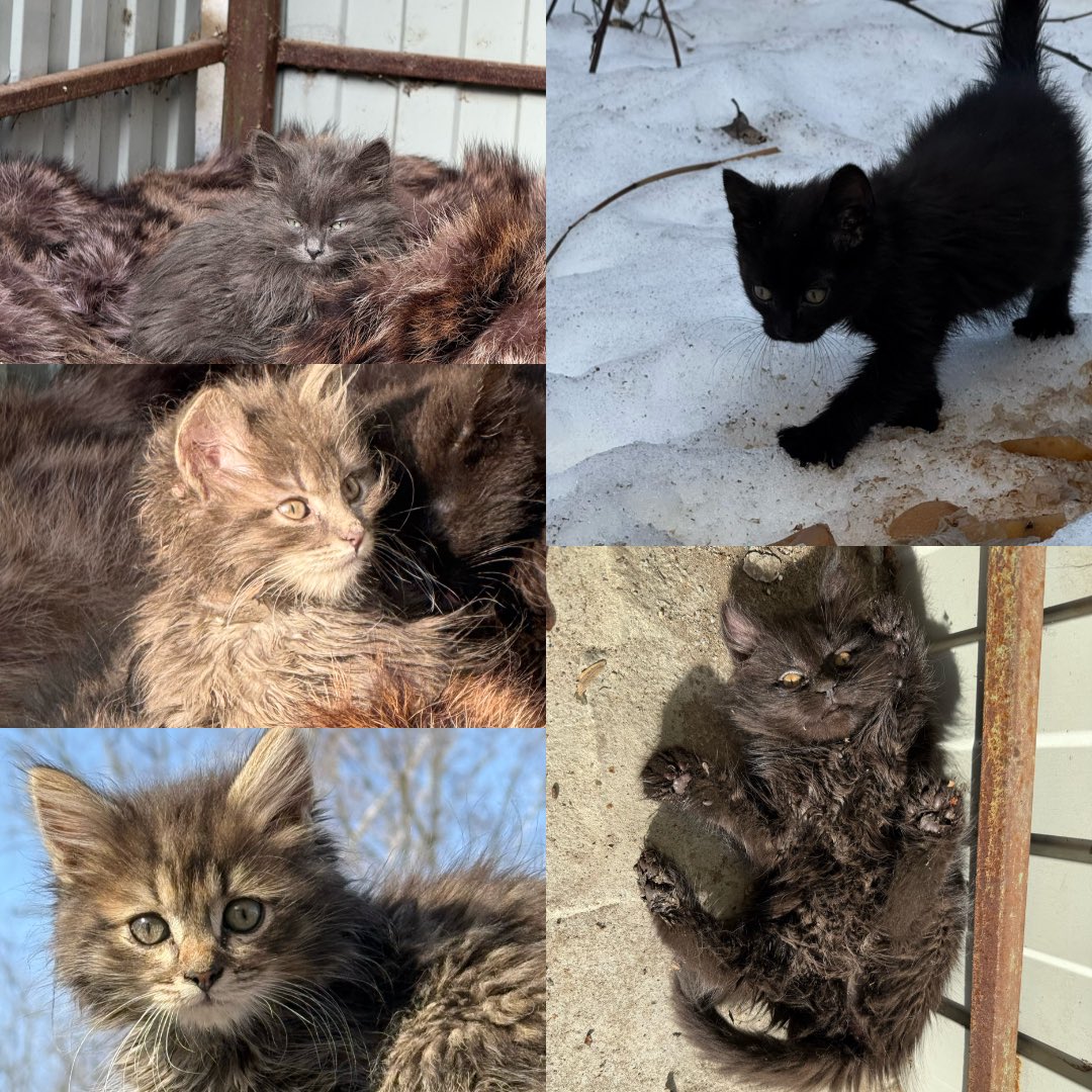 МАКСИМЕНКО tweet media