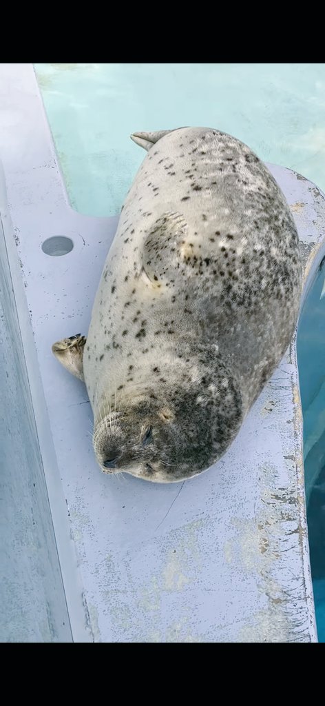 むちごま🦭 tweet media