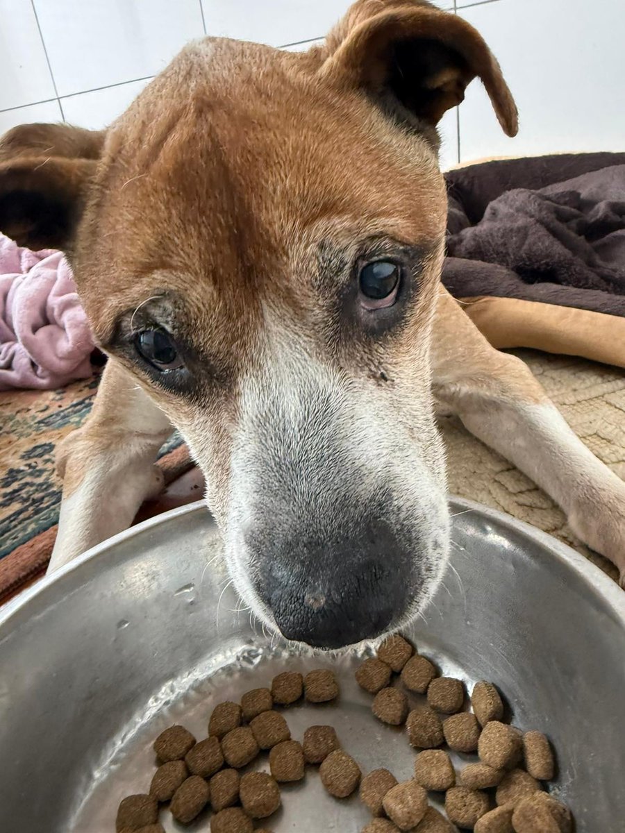 SOS Abuelos tweet media