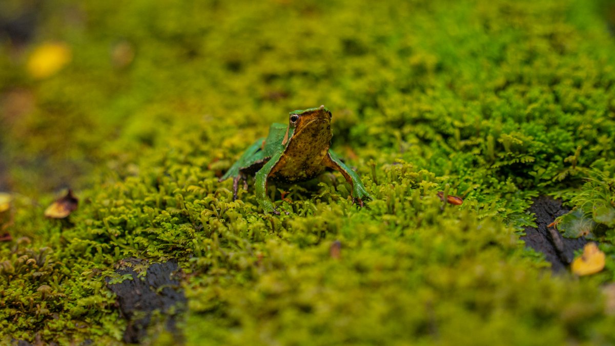 Fundación Rewilding Chile tweet media