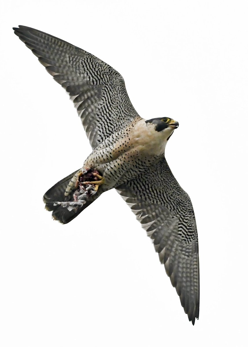 DAN FORDER WILDLIFE - Birds & Nature tweet media