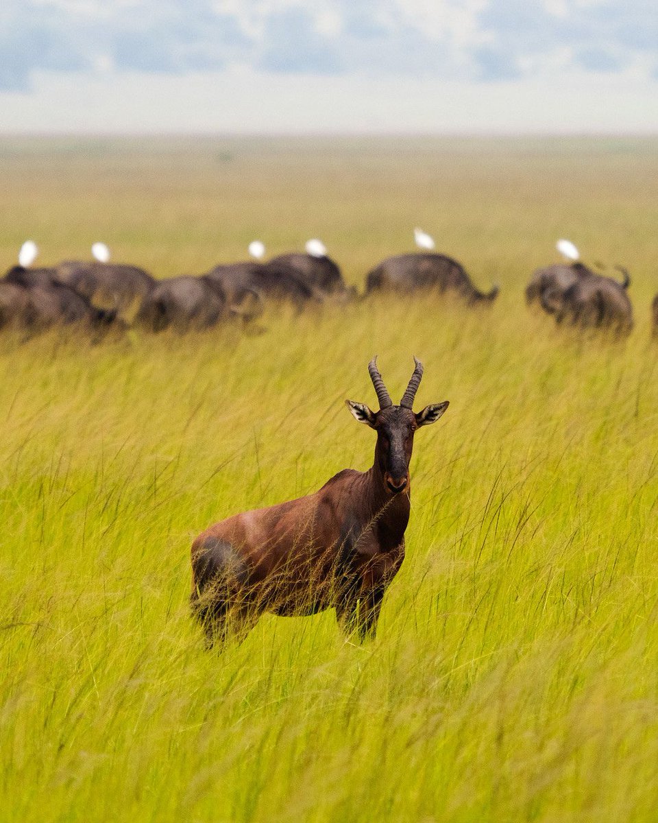 Mist Rwanda Safaris tweet media