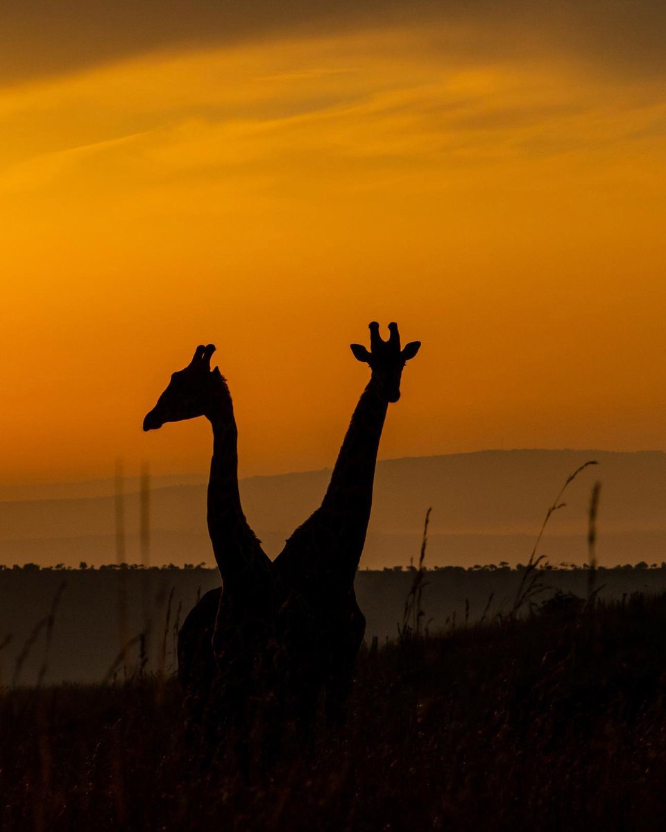 Mist Rwanda Safaris tweet media