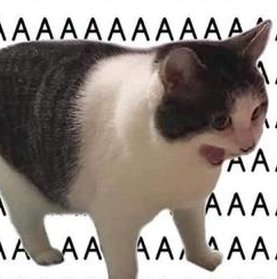 じゅんこ🌋 tweet media