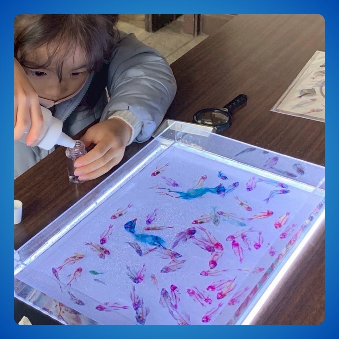 samejin_mhs's tweet photo. 【出店者紹介①】
アクアテイメントさん
@m_aquatainment 

透明な体に、カラフルな骨。
まるでアートのような「透明標本」。

別イベントで初めて透明標本すくいを見かけたとき、その美しさと会場の盛り上がりに驚き、その場でMITOSUIへお声がけしました。

透明標本すくいと、関連グッズ販売を予定🐟 https://t.co/SK44AarzAH