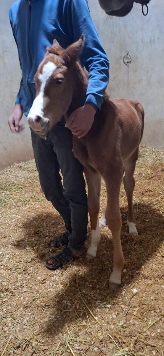 Korucu111's tweet photo. Şampiyon aygırımız AKATAHAN'ın doğan ilk tayı ; 2 tane GRUP-1 yarış kazanan tayı olan Şampiyon kısraklarımızdan SEVDAMSIN CAN isimli kısraktan oldu. Sn.Mehmet ALBAYRAK abime hayırlı uğurlu olsun.RABBİM tüm kısrak sahiplerimize Şampiyon taylar nasip etsin inşallah... https://t.co/owKHGfN5JW