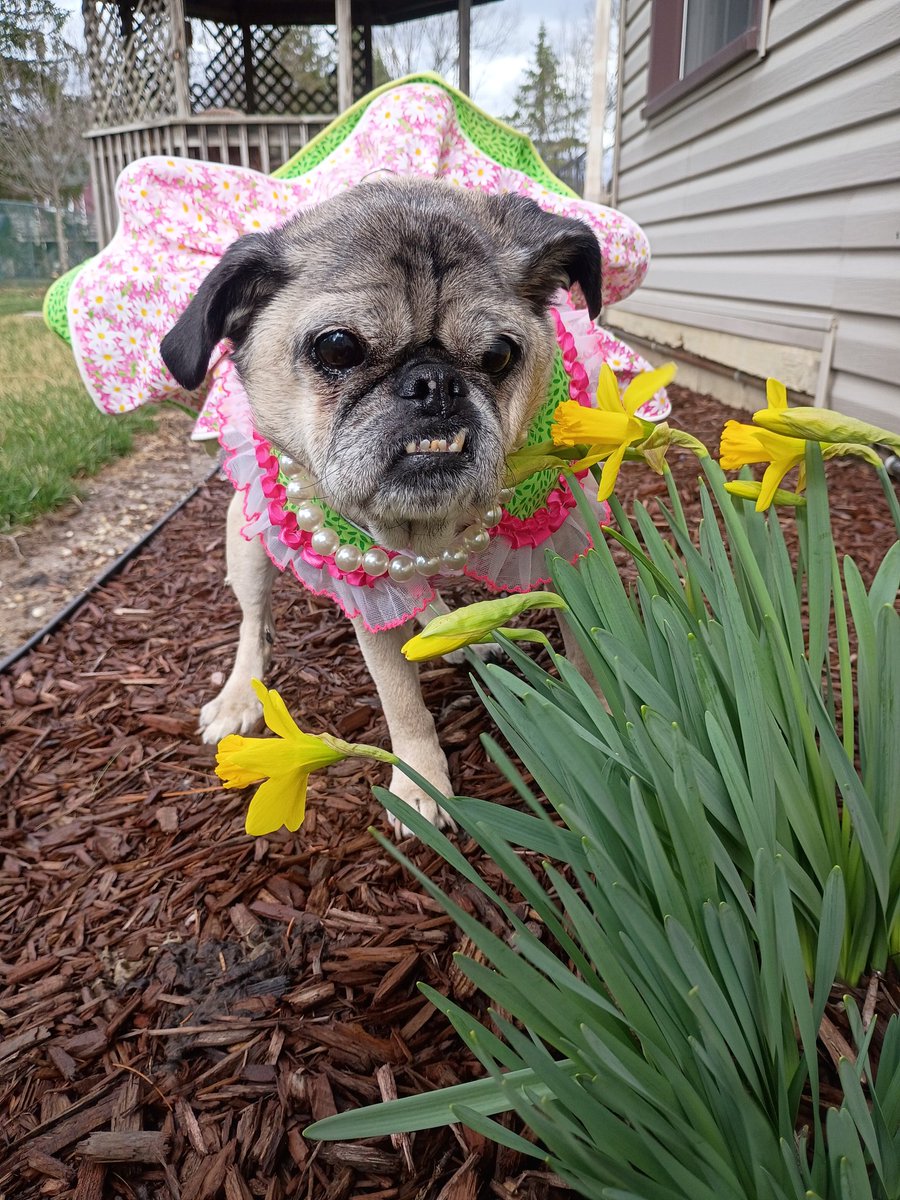 mommasboymushu's tweet image. The FLOOFS ARE BLOOMING ALREADY 🎉🌼! Momma thought she'd take a quick picture of ME &amp;amp; THE FLOOFS cuz they're about to get SNOWED ON☹️. Happy #friyay friends🎉! #LovelyLucy #puglife #dogsoftwitter #dogsofX #SENIORDOG #SpringVibes #FlowersOnFriday #FridayThe13th #FeelingGood