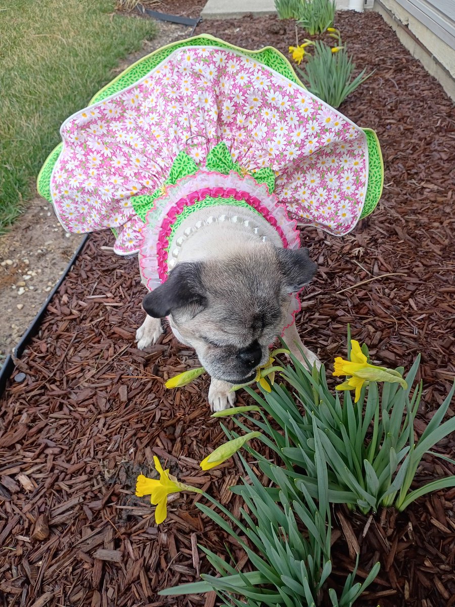 mommasboymushu's tweet image. The FLOOFS ARE BLOOMING ALREADY 🎉🌼! Momma thought she'd take a quick picture of ME &amp;amp; THE FLOOFS cuz they're about to get SNOWED ON☹️. Happy #friyay friends🎉! #LovelyLucy #puglife #dogsoftwitter #dogsofX #SENIORDOG #SpringVibes #FlowersOnFriday #FridayThe13th #FeelingGood