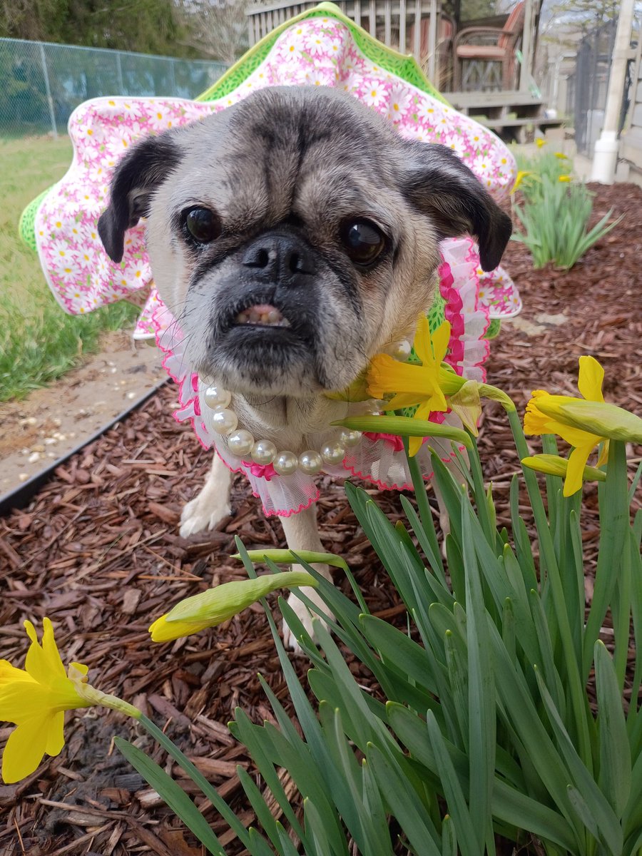 mommasboymushu's tweet image. The FLOOFS ARE BLOOMING ALREADY 🎉🌼! Momma thought she'd take a quick picture of ME &amp;amp; THE FLOOFS cuz they're about to get SNOWED ON☹️. Happy #friyay friends🎉! #LovelyLucy #puglife #dogsoftwitter #dogsofX #SENIORDOG #SpringVibes #FlowersOnFriday #FridayThe13th #FeelingGood