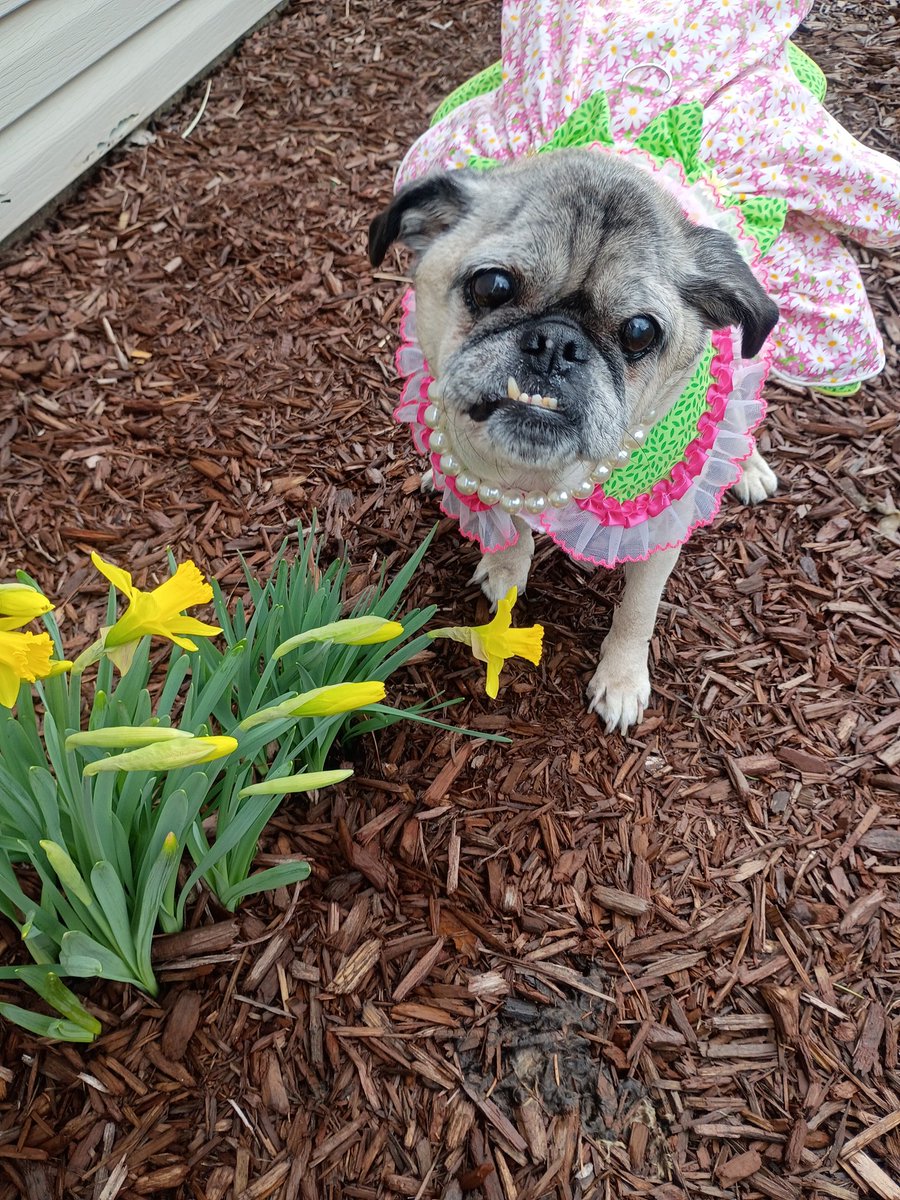 mommasboymushu's tweet image. The FLOOFS ARE BLOOMING ALREADY 🎉🌼! Momma thought she'd take a quick picture of ME &amp;amp; THE FLOOFS cuz they're about to get SNOWED ON☹️. Happy #friyay friends🎉! #LovelyLucy #puglife #dogsoftwitter #dogsofX #SENIORDOG #SpringVibes #FlowersOnFriday #FridayThe13th #FeelingGood