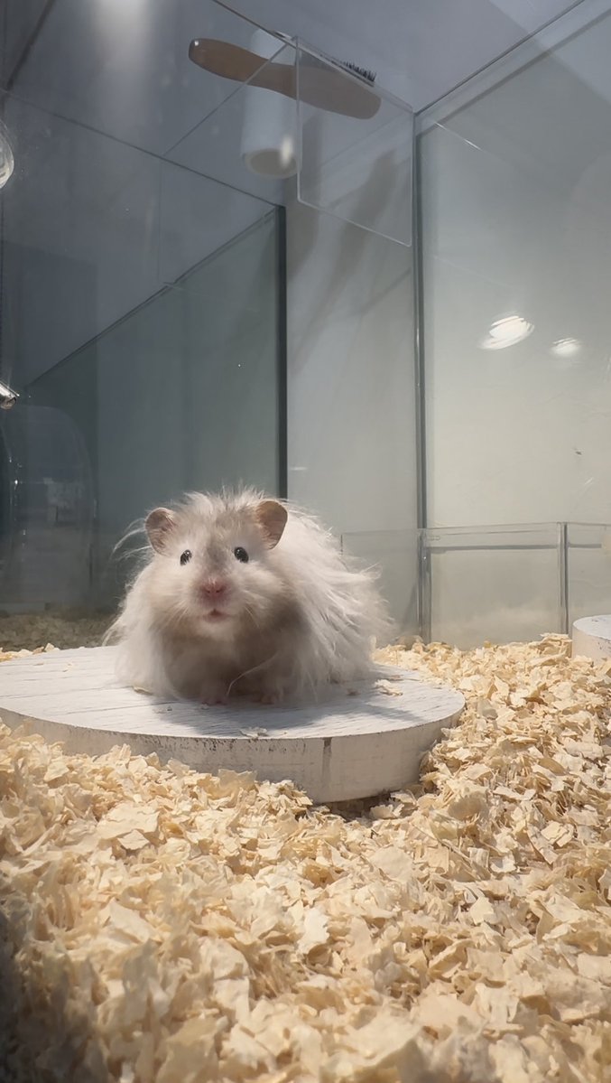 hemhemjp tweet media