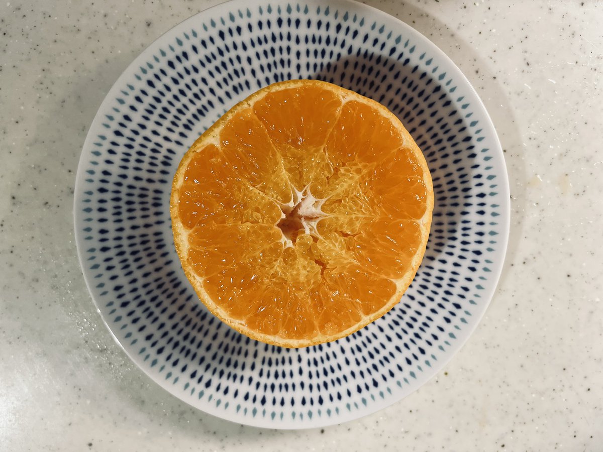 KANMIofficial's tweet photo. 佐賀県の新品種『にじゅうまる』、実は断面が”にじゅうまる”👀

◎の内側はす上がりに見えてしまいますが、そうではなく品種特性とのことです🍊

実際に名前の由来になっている、断面をぜひ体験してみてください！かんみ3月号では紅プリンセスや、パインみかんと食べくらべが可能です📝

#かんみ https://t.co/Bxmpdfta3I