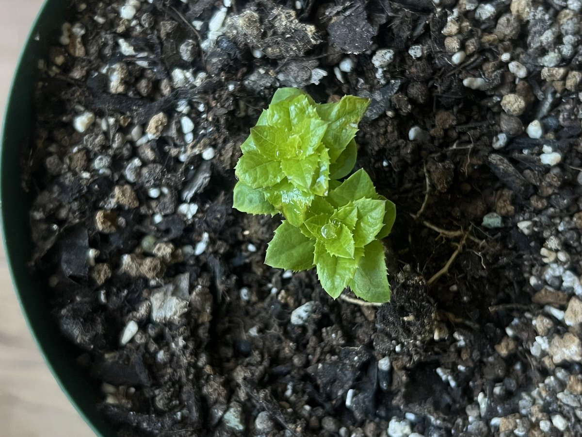2月の天皇誕生日あたりのポカポカで桔梗が芽出ししてしまい、夜は室内に取り入れて地味に面倒。しかも根を地表に出してて…