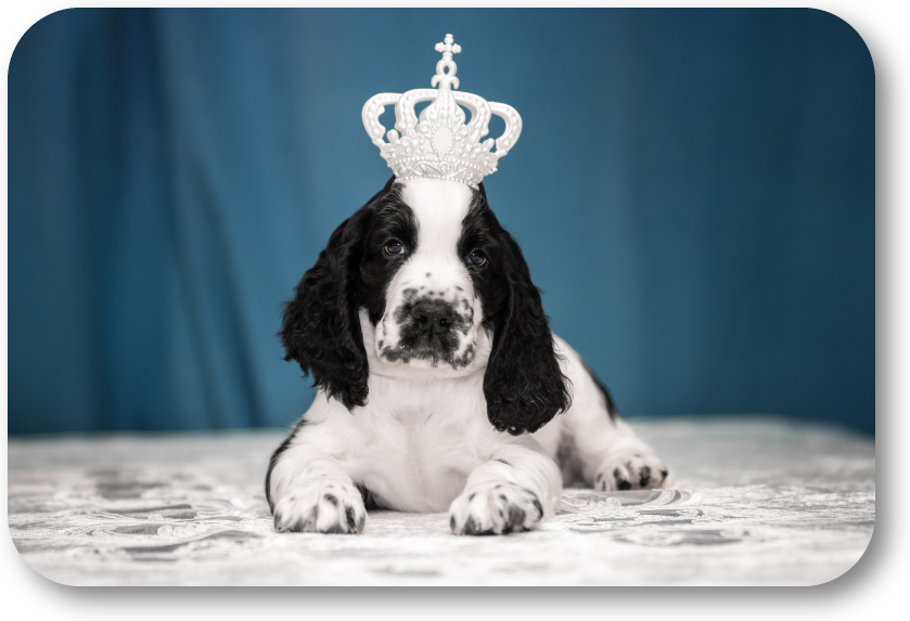 NoGaDogTraining's tweet photo. How Can I Keep My Dog from Playing the Boss? If your dog thinks he is the boss, you will never control him. You are often telling him he is the boss. Stop it! #dogtraining #dogtrainer https://t.co/8kvNRpSmSt https://t.co/4KWZHpOvZk