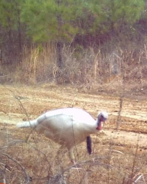 Buckmasters Nation tweet media