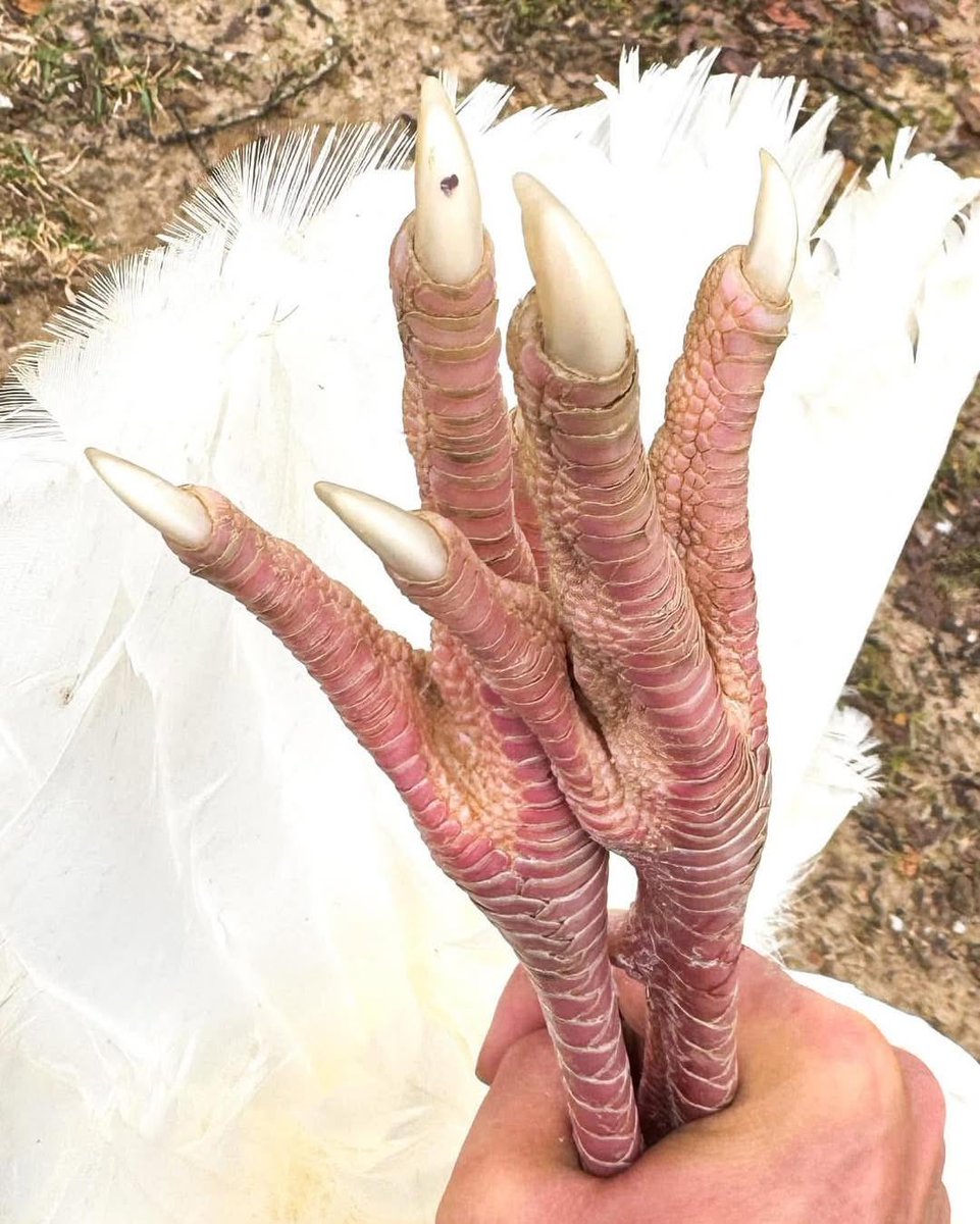 Buckmasters Nation tweet media