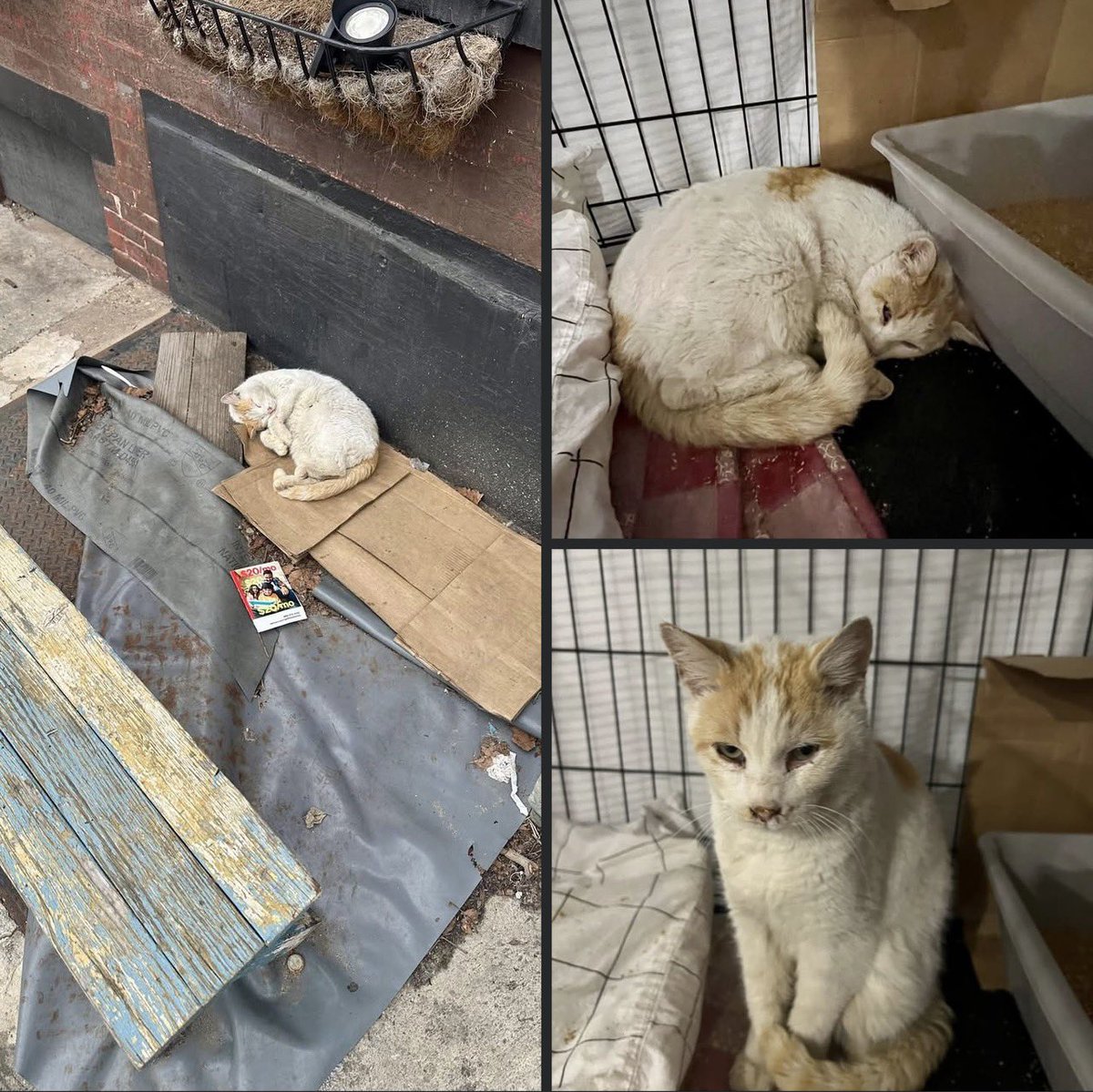 Project MEOW tweet media