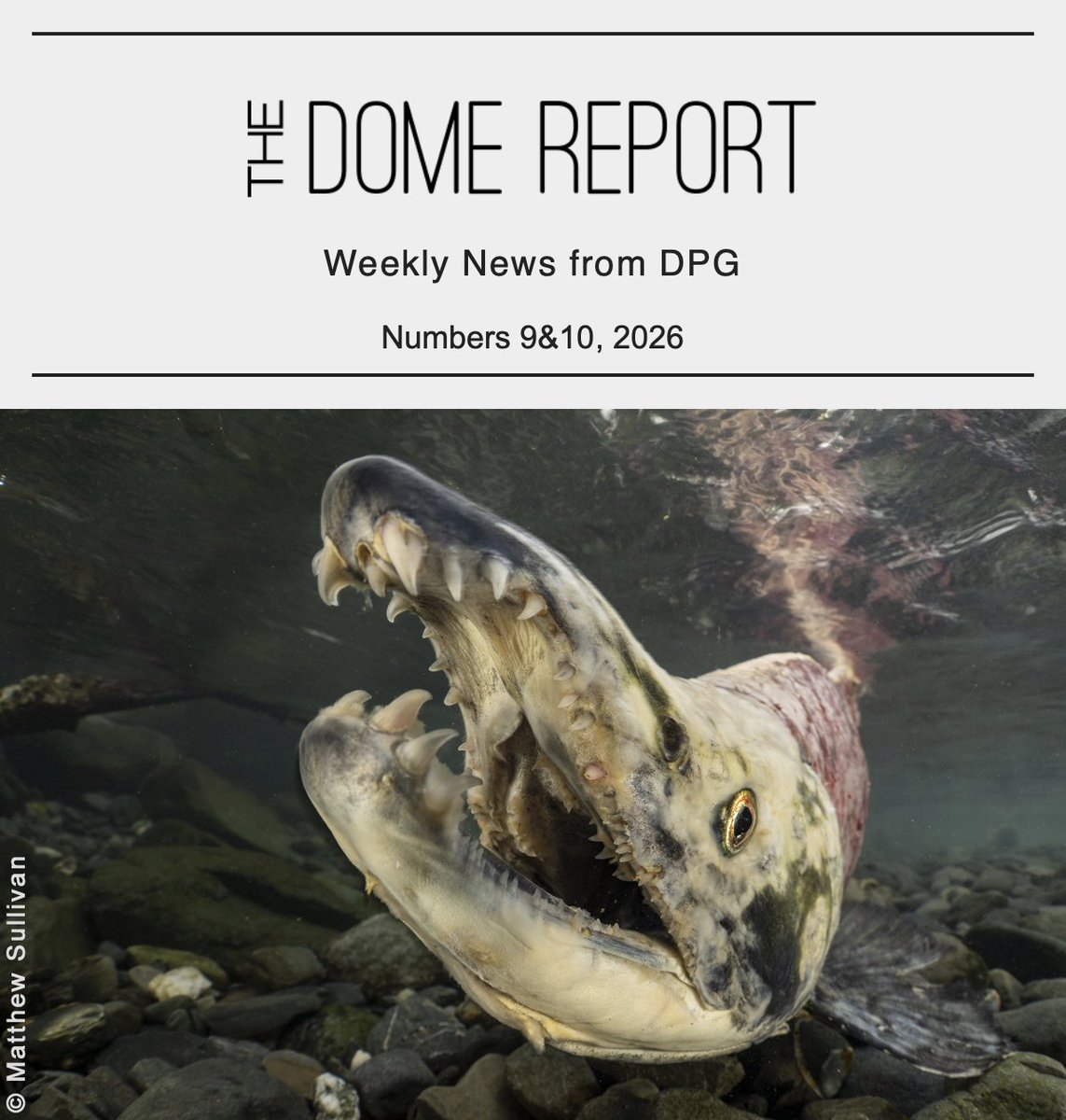 DivePhotoGuide - Underwater Photography & Video tweet media