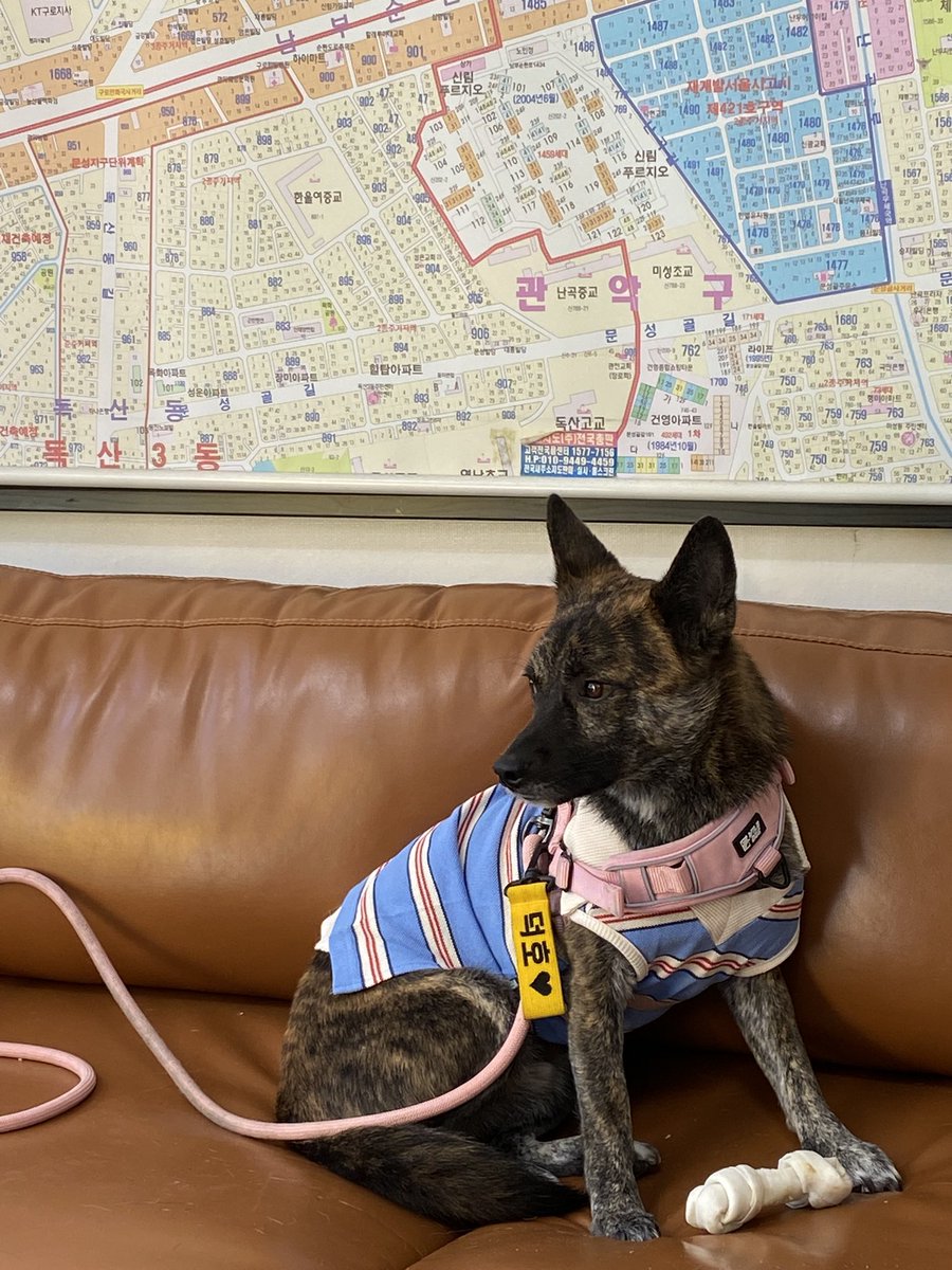 두두의 일상 tweet media