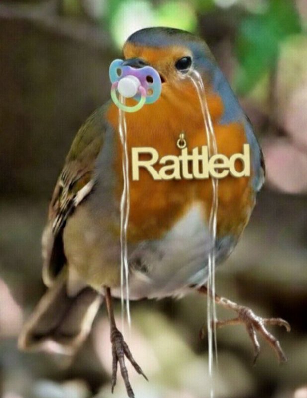 RattledRobin tweet media