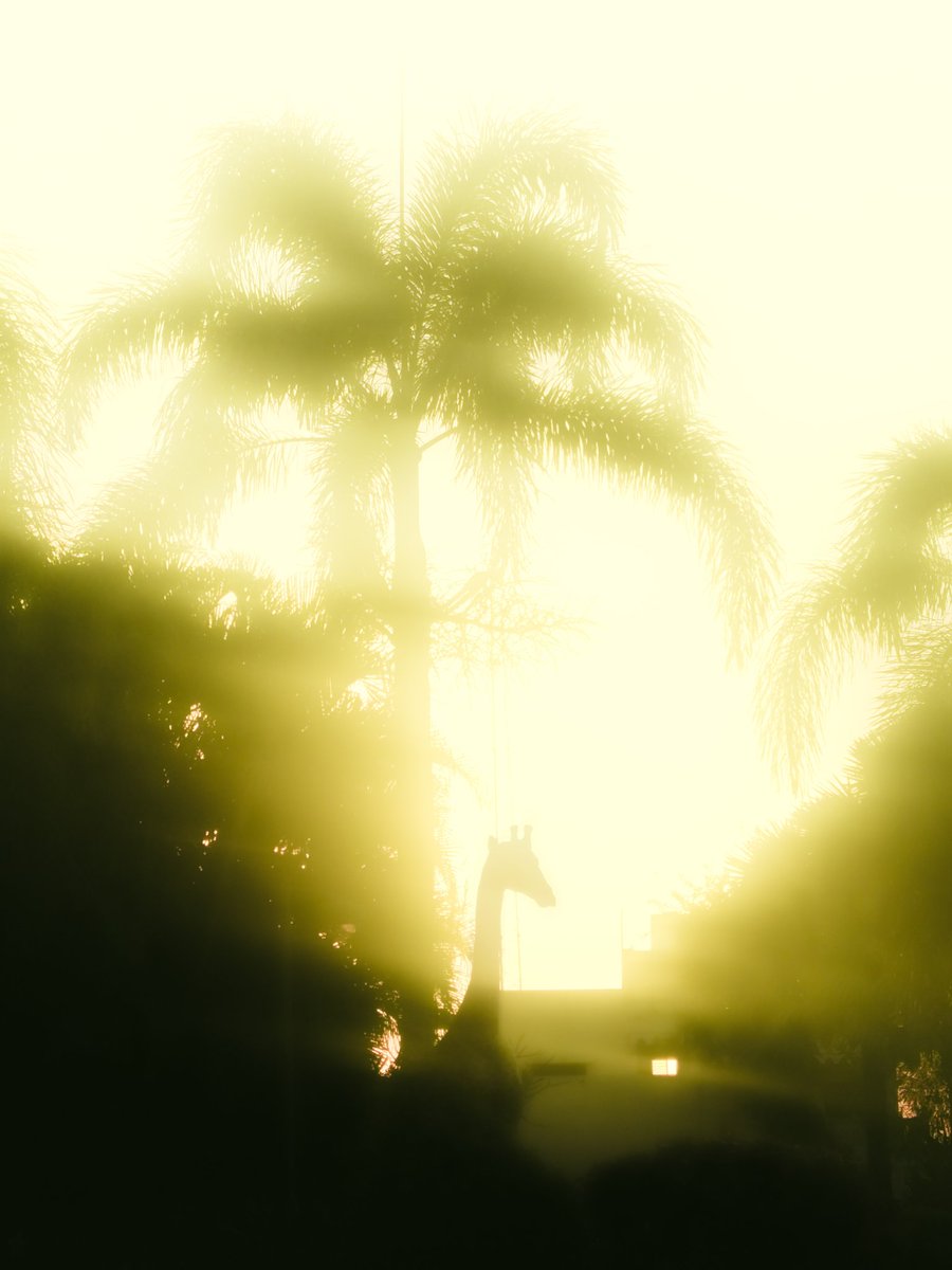 sunflower tweet media