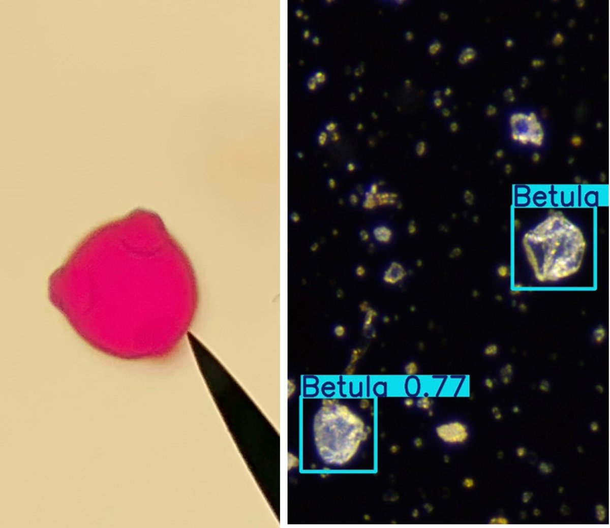 France Pollens tweet media