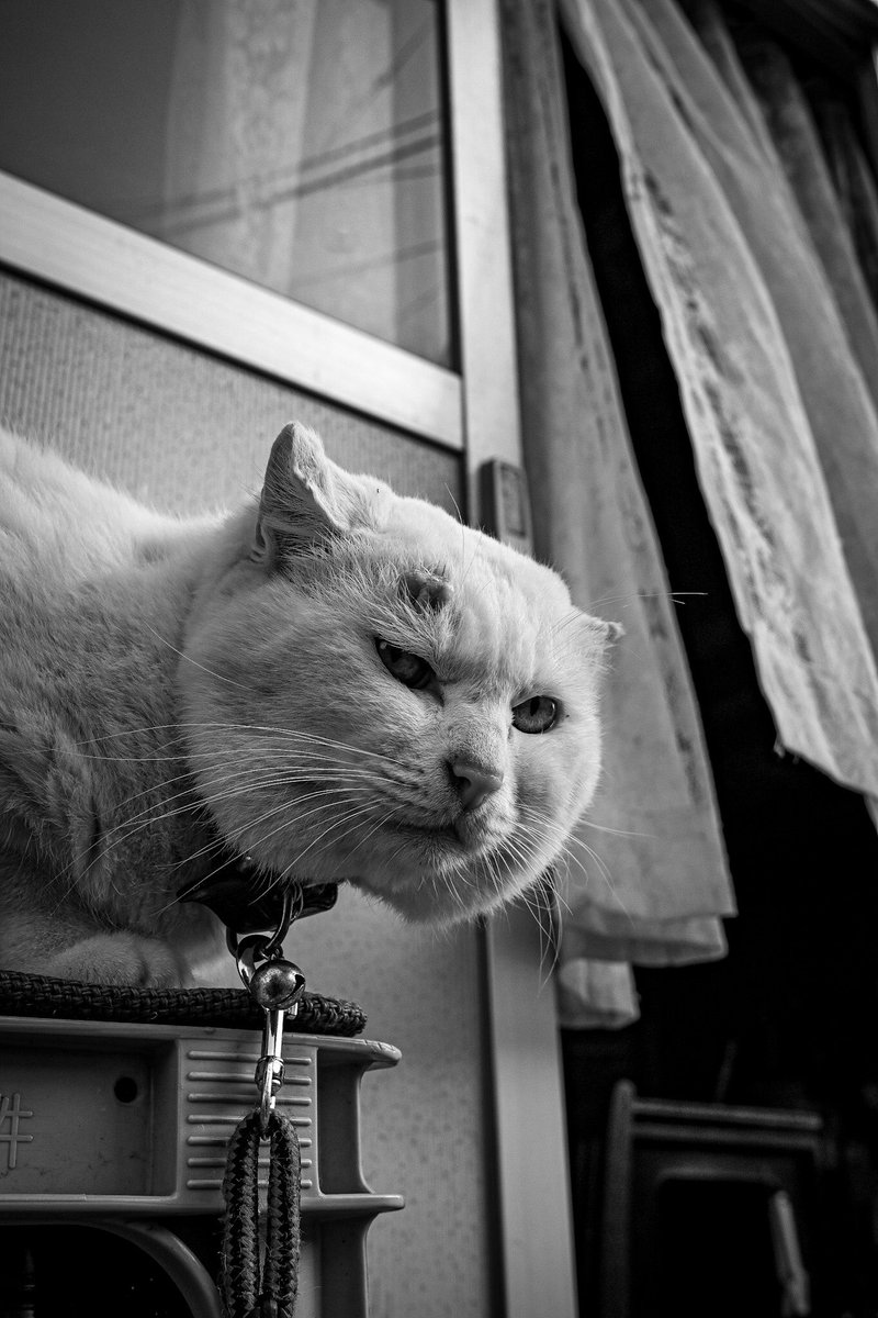 gaze

#ねこ #猫 #cat #ねこ写真