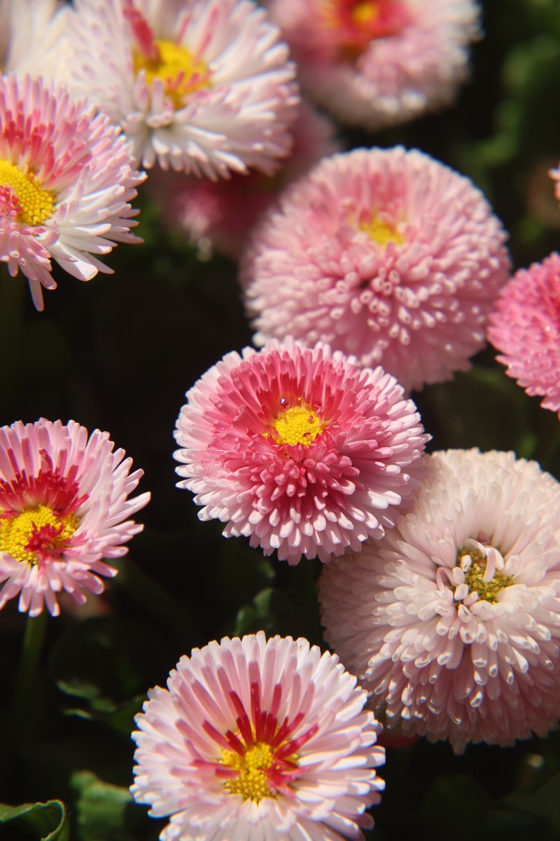 No nightmares on this Friday the 13th 🙏
Good night,friends. Have sweet dreams 😌             

Fri 10:00PM 🇯🇵
#Daisy