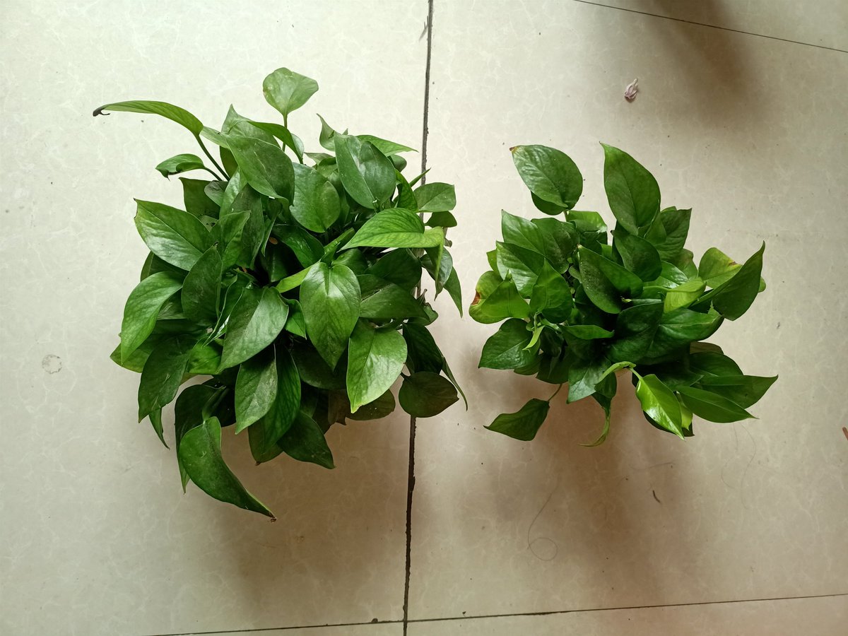 Jnue Gch tweet media