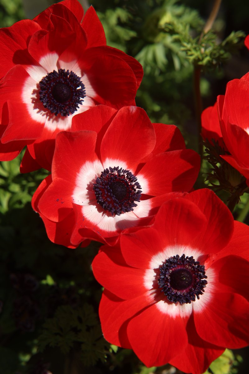 gontanokoneroku's tweet image. “Though no one can go back and make a brand new start, anyone can start from now and make a brand new ending.” - Carl Bard

Good morning,friends. Did you sleep well? 😇     

Sat 7:00AM 🇯🇵
#Anemone