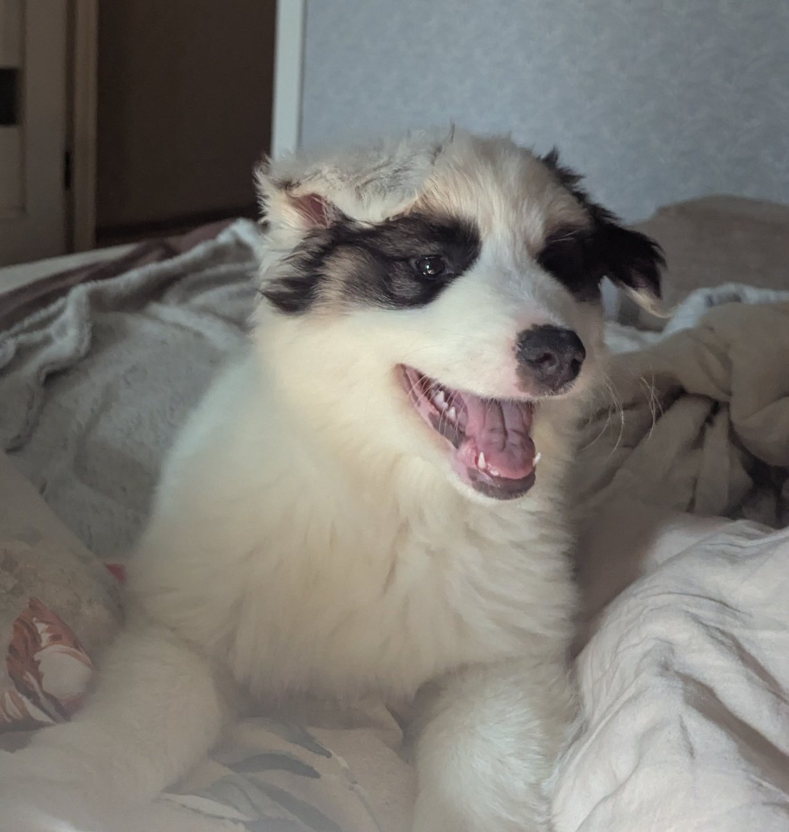 Вечное сияние чистого ахуя tweet media