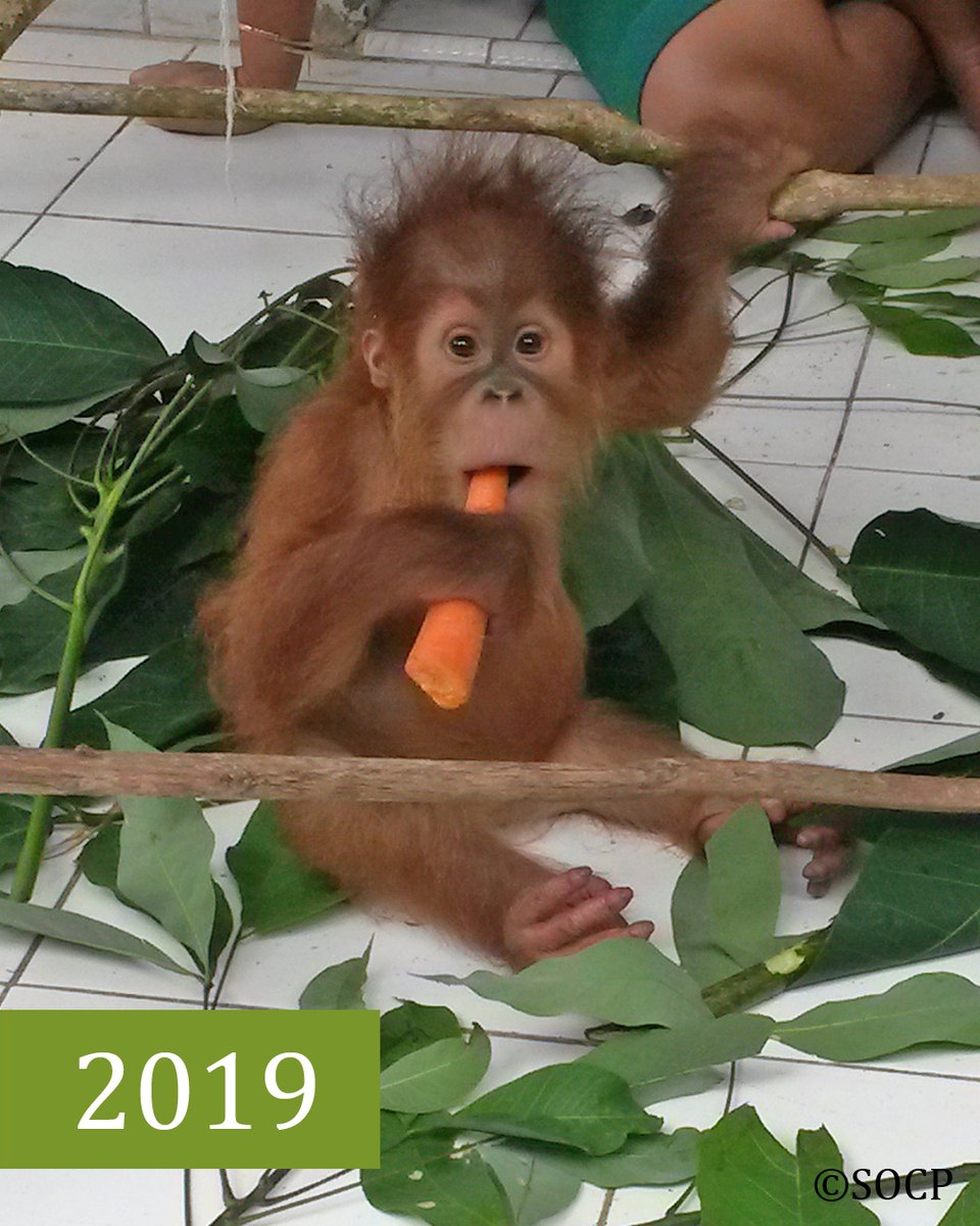 Orang-Utans In Not tweet media