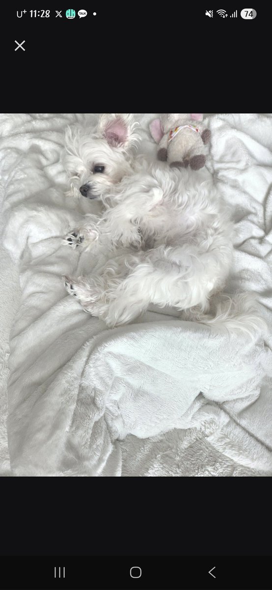 달콩콩 tweet media