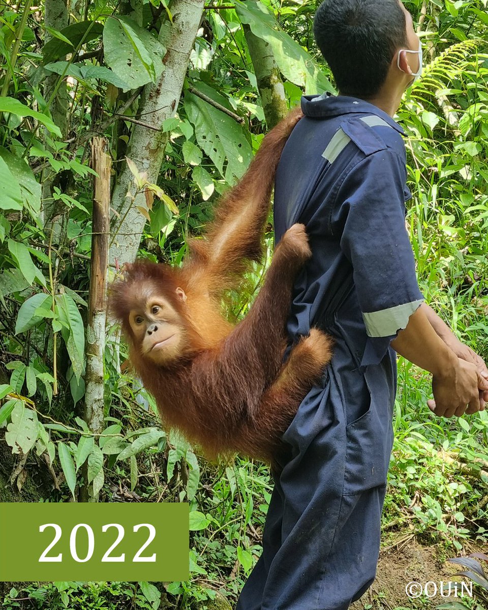 Orang-Utans In Not tweet media