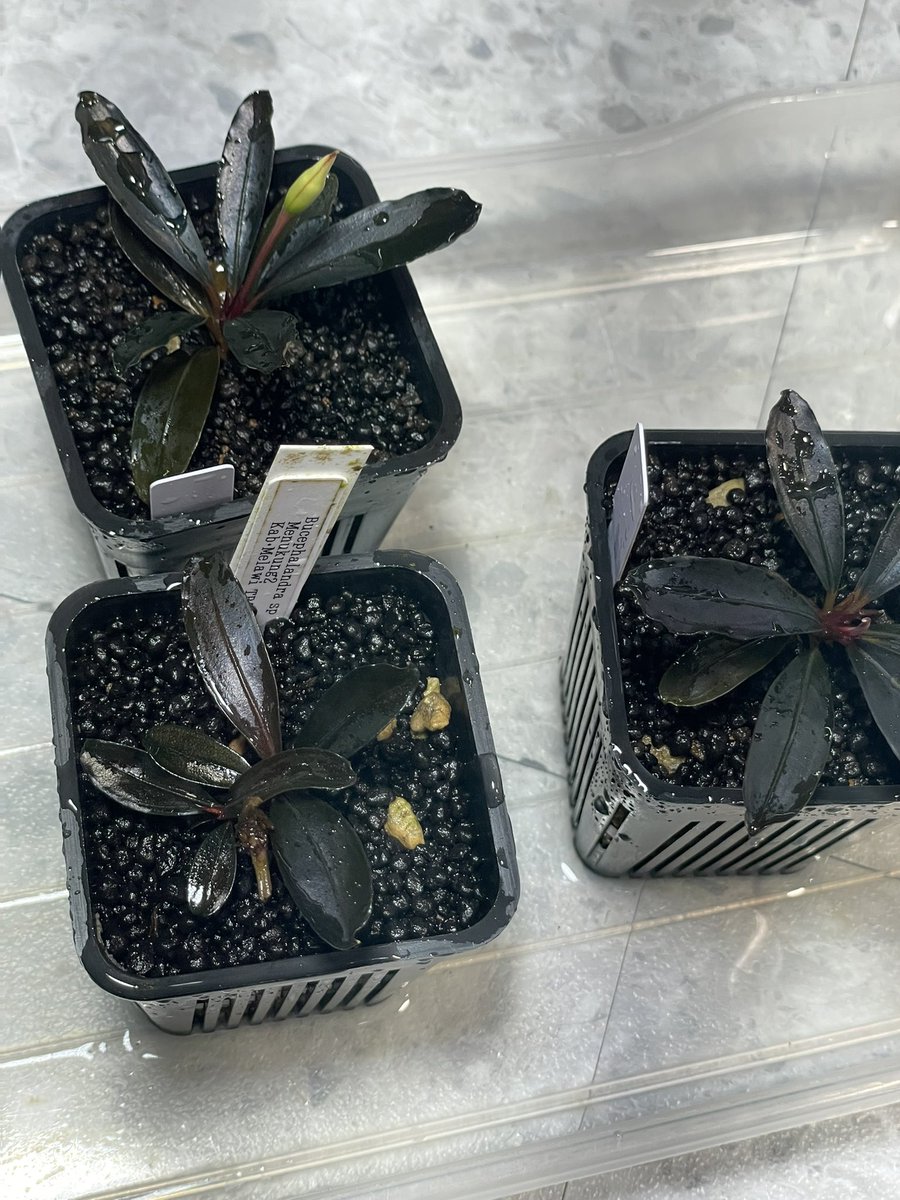 mitsuru188's tweet photo. Bucephalandra sp
Menukung2［TB便］ https://t.co/4cQel7oqoF