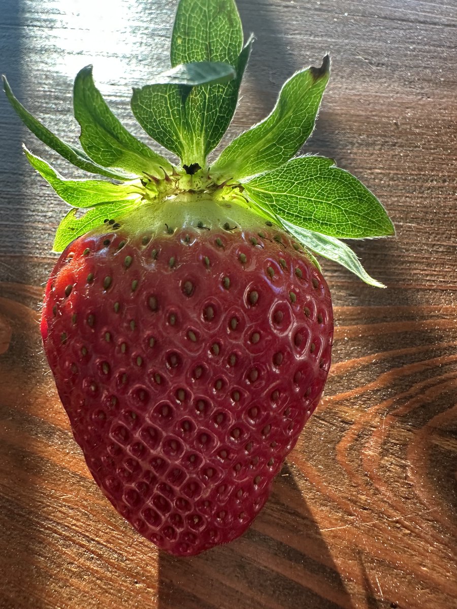 Stephan62487856's tweet photo. berry good day https://t.co/eNbZlXAo3G
