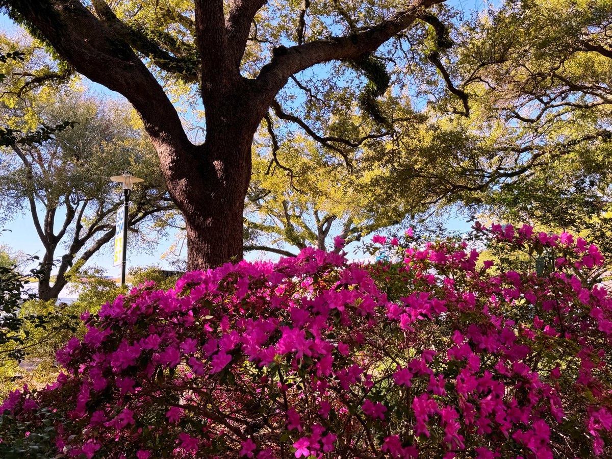 DavidMora's tweet photo. Signs of spring are everywhere along St. Charles Avenue right now! 🍃💐🌞🌳🌷

Lush greenery, colorful azaleas and an unmistakable feeling that a new season is upon us.

#AlmostSpring #NewOrleans #StCharlesAvenue https://t.co/0HPEnW5DBx
