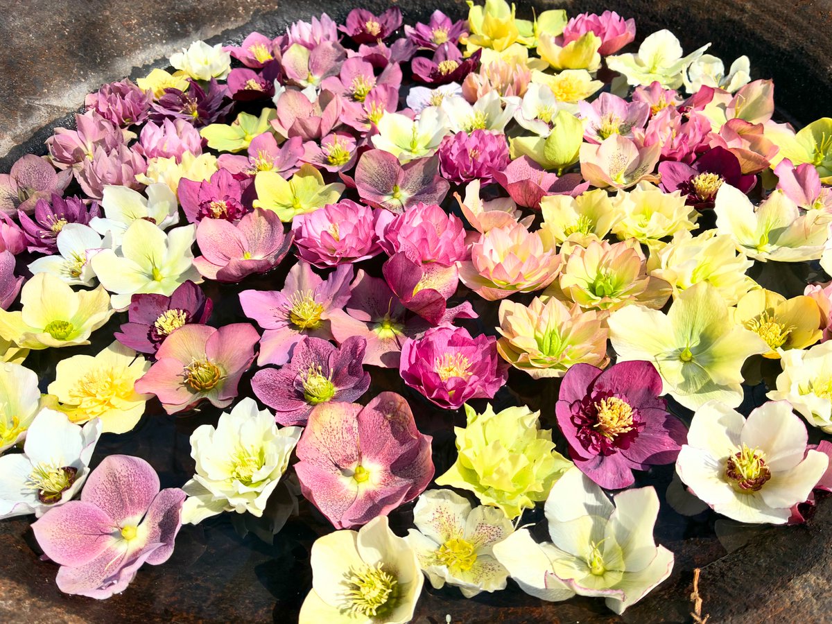 ritro83's tweet photo. クリスマスローズの花手水♡
百道のよもぎ蒸しリトロ来週も予約受付中！
#福岡   #エステ #サロン #美肌   #ハーブ #福岡空港 #福岡サンパレス #博多駅 #福岡市 #福岡タワー  #北九州 #福岡大学 #博多座 　#よもぎ蒸し #花のある暮らし #花の写真を撮るのが好き 

https://t.co/RUupVlQ5vs https://t.co/OIKuasqPpw