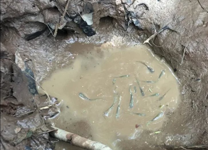 WOKE | kelpie tweet media