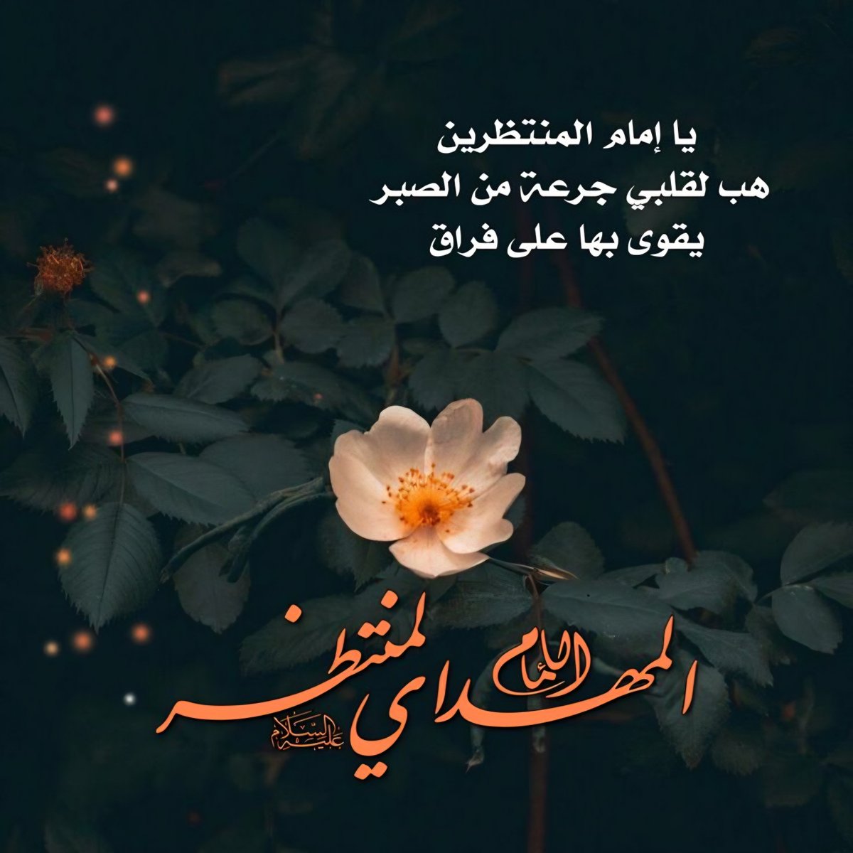 فاطِمَة صدّيقةٌ شهيدةٌ tweet media