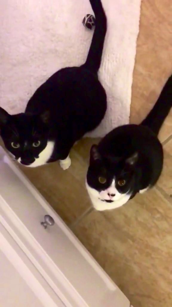 Sophie🐈 Molly🐈 & RIP Boo🐈 tweet media