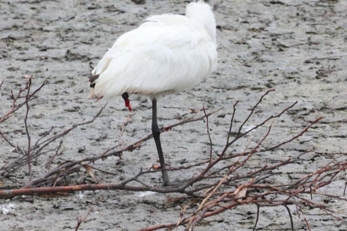 Okinawa Wildlife tweet media
