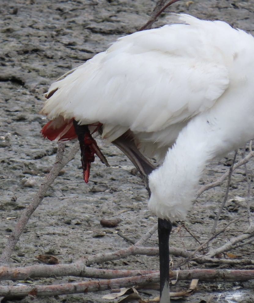 Okinawa Wildlife tweet media