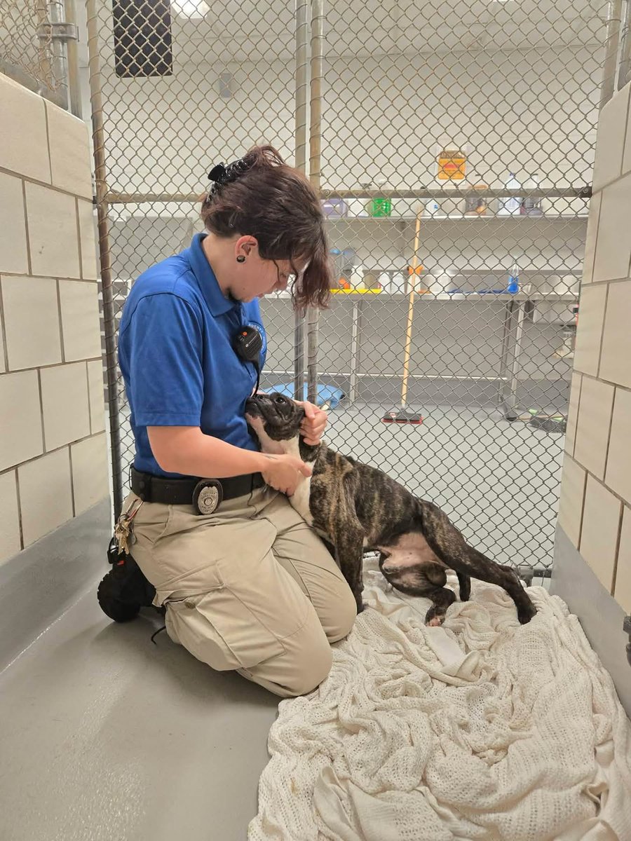 LisaBrabson's tweet image. PLEASE HELP PHIL🆘️
#RockdaleCounty #GA 
Plz #Adopt #Foster or #Pledge4Rescue He doesn't want to DIE