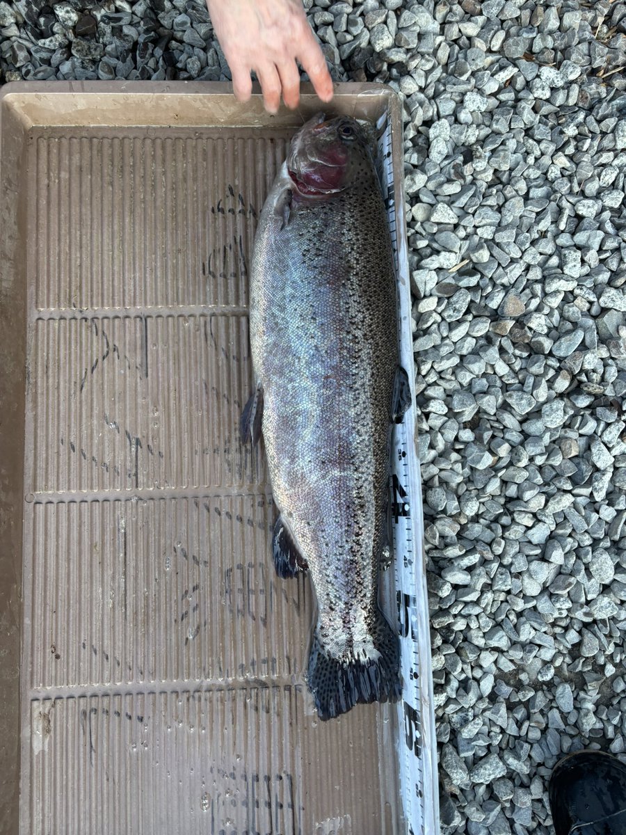JackVarentino's tweet image. 先月ウェルカムオーパさんで釣れた頂鱒60cm

こんなに美味しいの！？
と
うますぎてびっくりしました😳✨

ヒットルアー
ACT-45ss(コンニャク)

#INVITE
#渓流釣り
#渓流ルアー
#ACTルアー