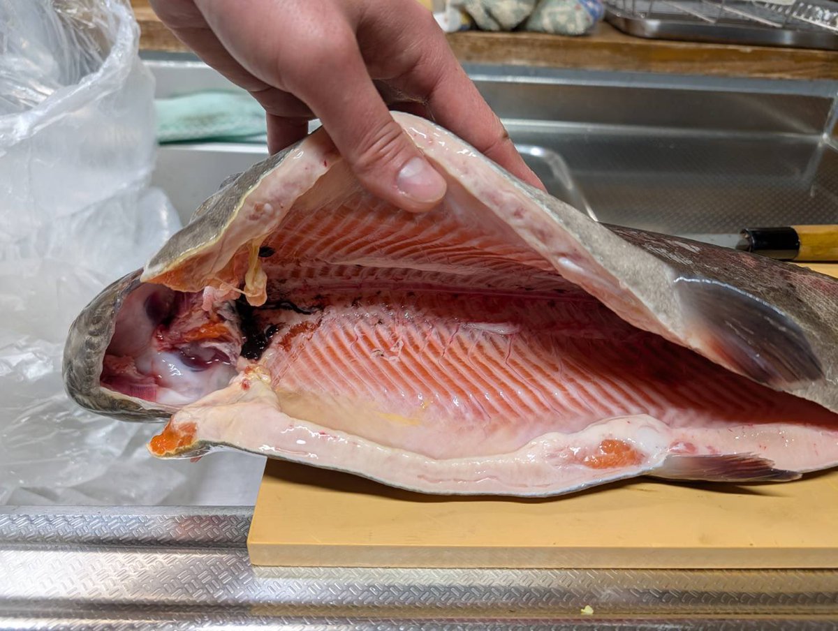 JackVarentino's tweet image. 先月ウェルカムオーパさんで釣れた頂鱒60cm

こんなに美味しいの！？
と
うますぎてびっくりしました😳✨

ヒットルアー
ACT-45ss(コンニャク)

#INVITE
#渓流釣り
#渓流ルアー
#ACTルアー