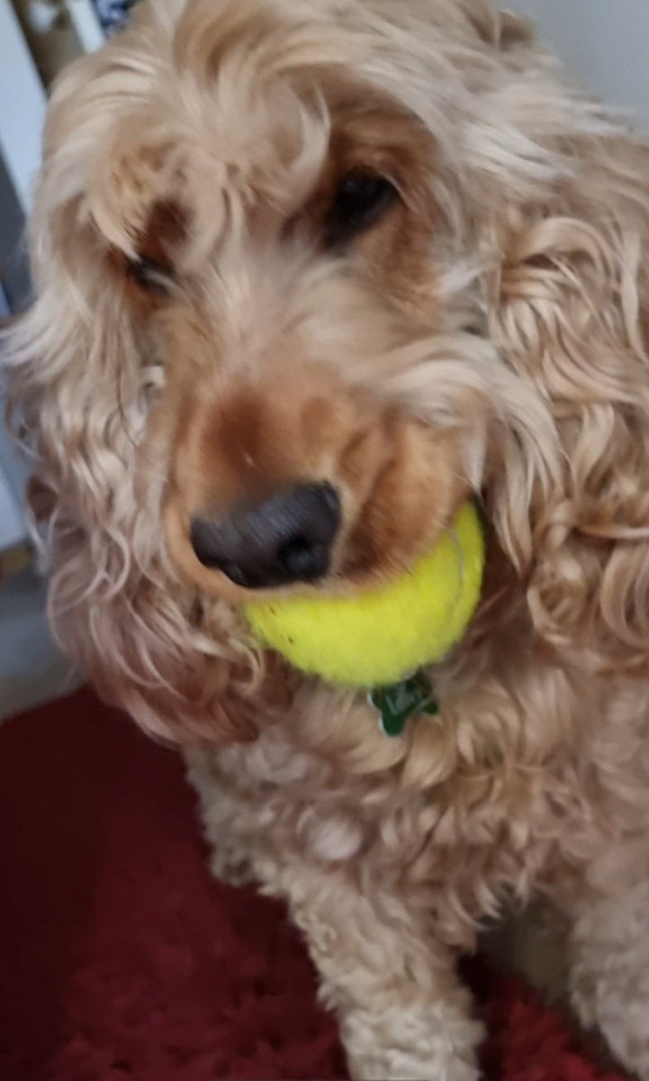 Bianca⚫️⚪️ Liffey🐶🧦 Pippi🐾🌈 tweet media