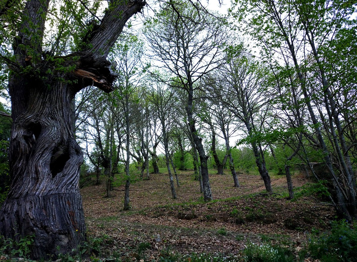 Infobierzo's tweet image. Más allá de las castañas: Un estudio revela el valor estratégico y millonario de los sotos del #Bierzo 🌰 @FCesefor #castaña #castaños @FrutasdelBierzo  infobierzo.com/bierzo-noticia…