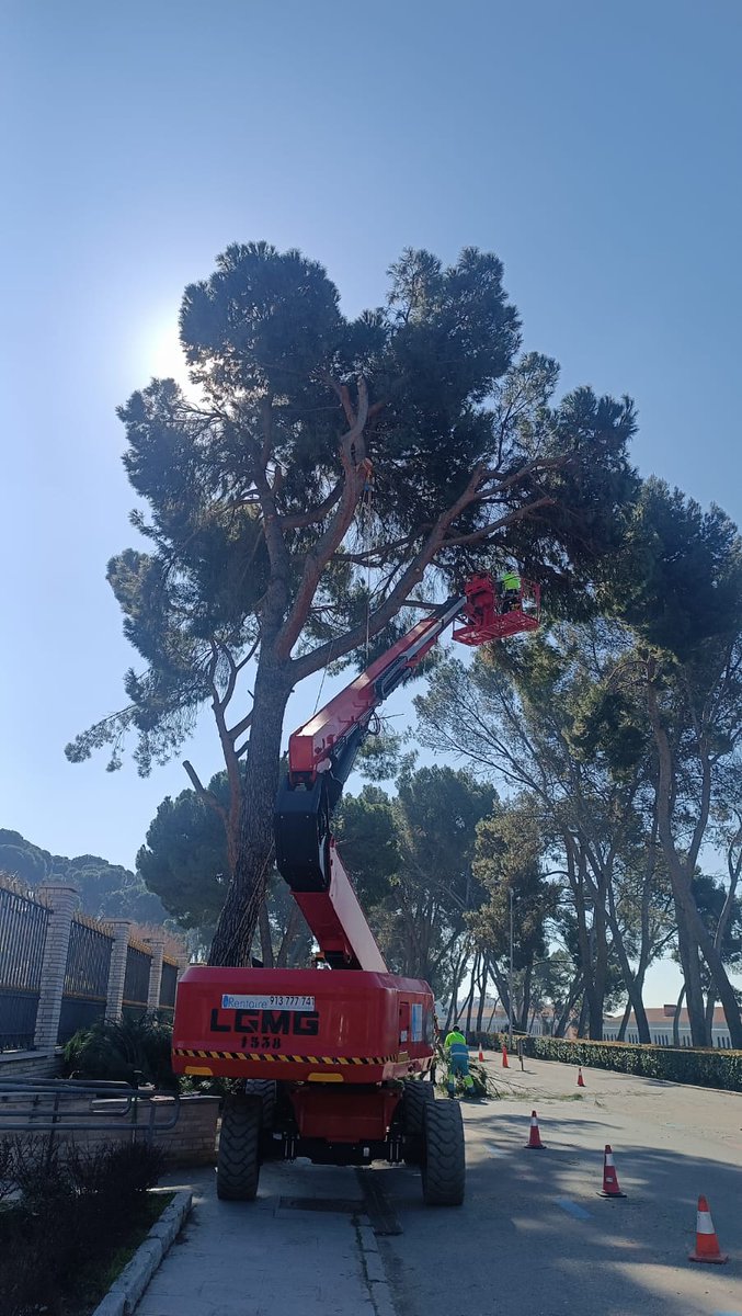 🌳Mesa del Arbol de Carabanchel tweet media
