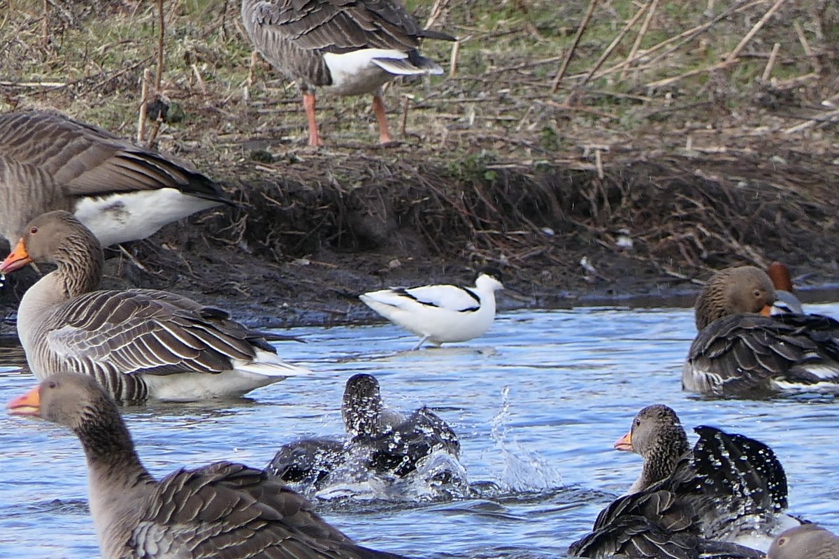 𝓡𝓮𝓿𝓭 𝓓𝓪𝓿𝓲𝓭 𝓐𝓽𝓴𝓲𝓷𝓼𝓸𝓷 tweet media